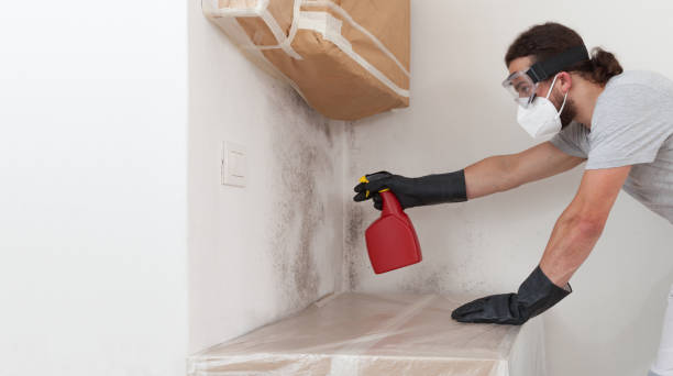 Professional Basement Mold Remediation technician working in Dover, MA