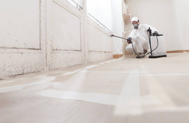 24/7 Emergency Basement Mold Remediation experts in Dover, MA